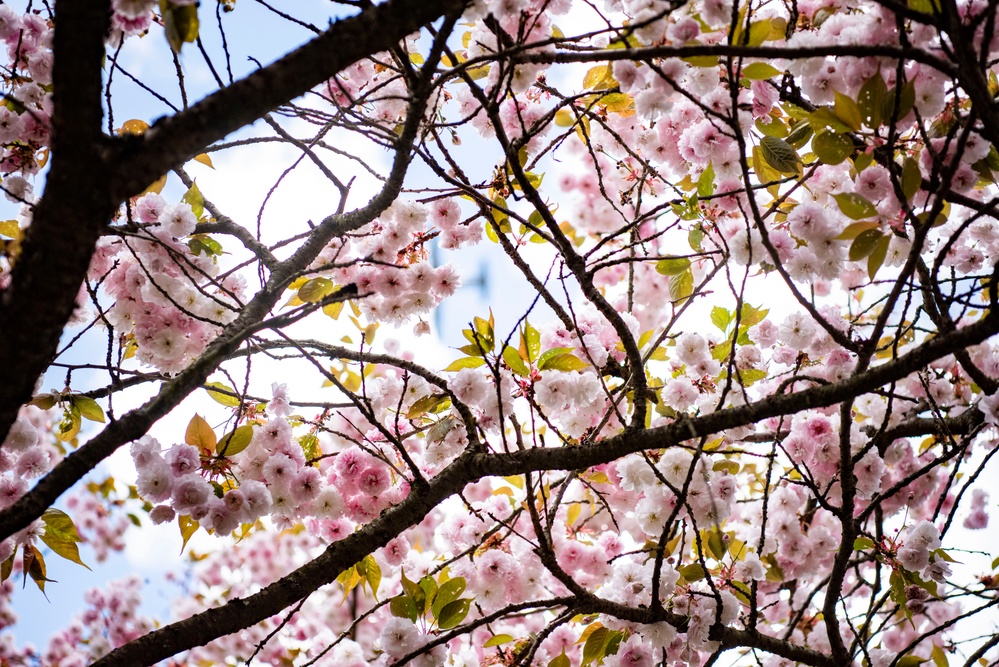 Springtime around the KMC