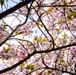 Springtime around the KMC