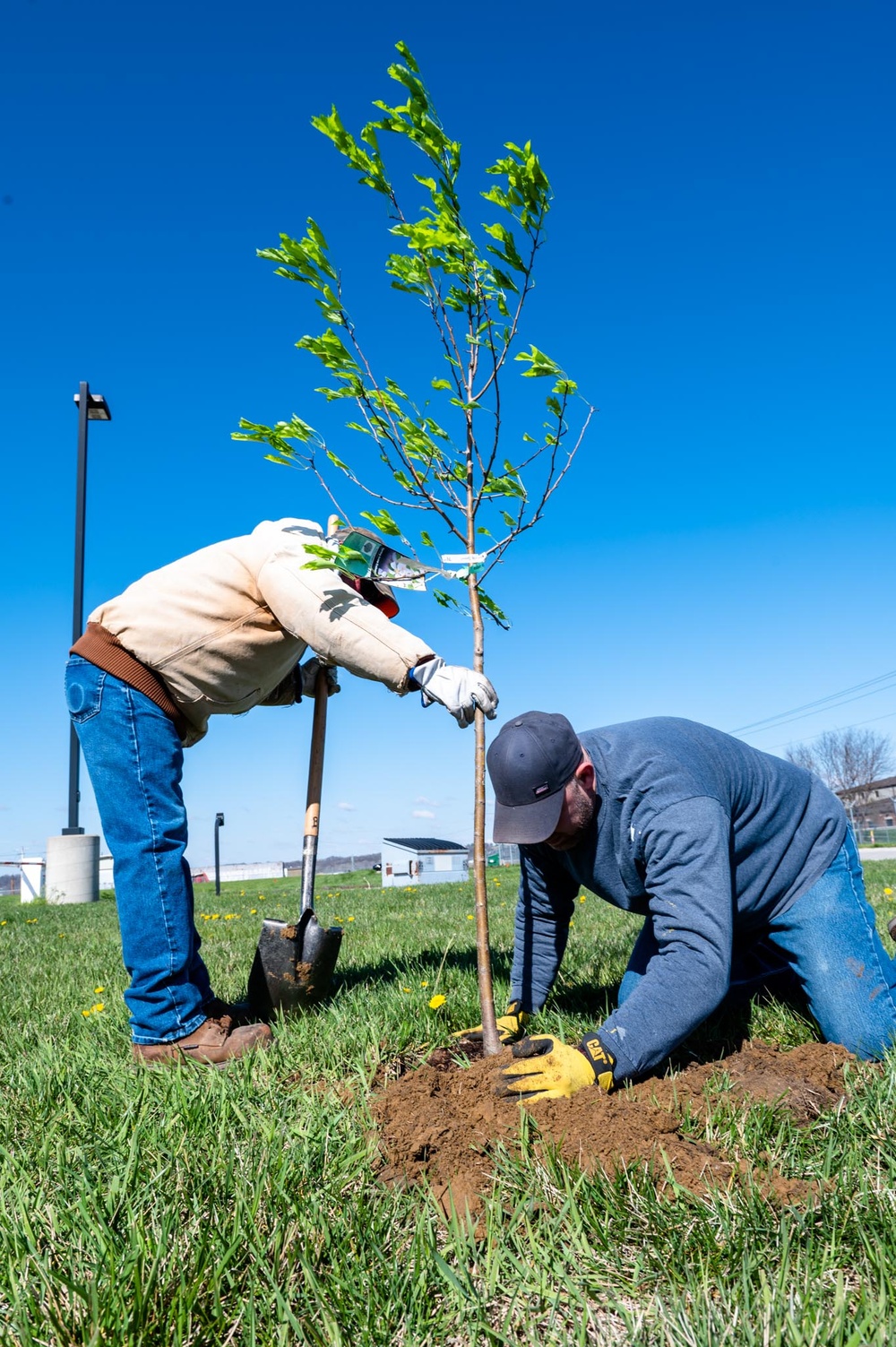 Planting trees for base beautification