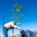Planting trees for base beautification