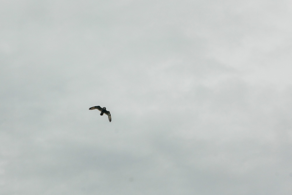 Owl Be Back: MCBH Environmental Team Employs Conservation Measures to Protect Hawaiian Pueo