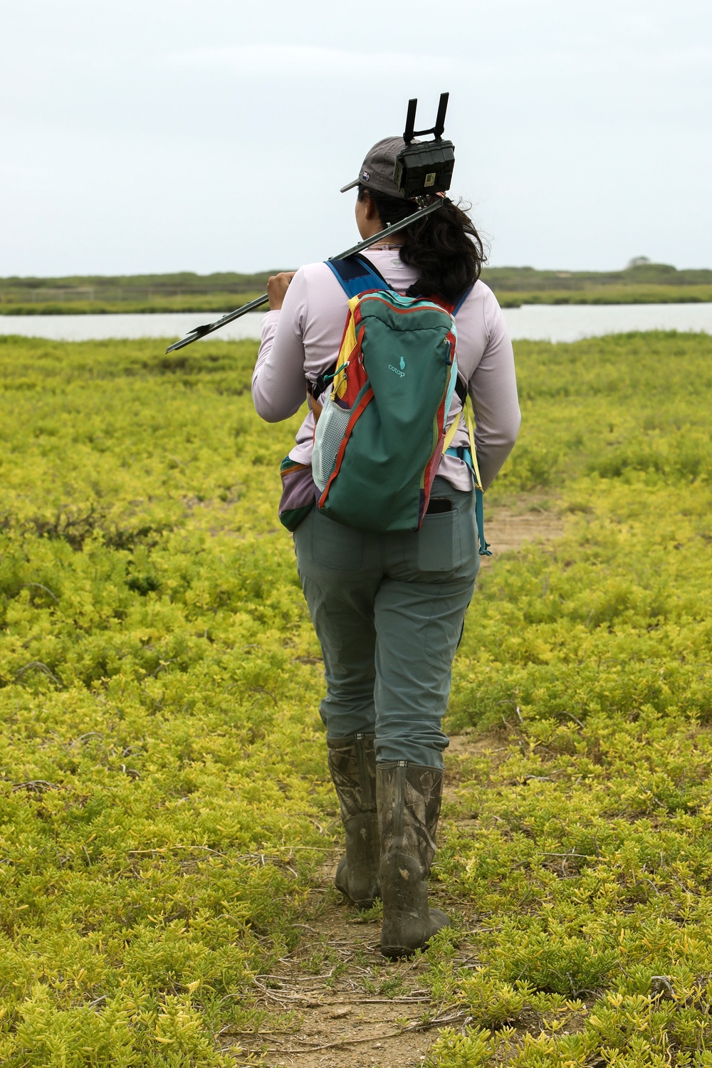 Owl Be Back: MCBH Environmental Team Employs Conservation Measures to Protect Hawaiian Pueo