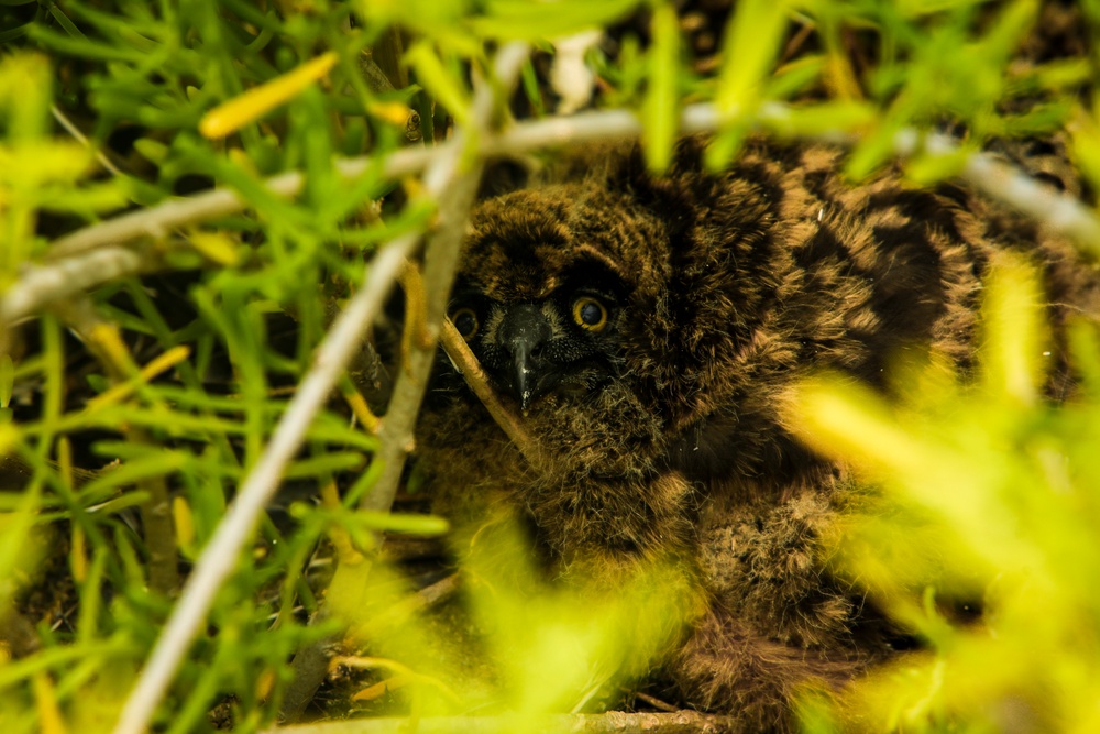 Owl Be Back: MCBH Environmental Team Employs Conservation Measures to Protect Hawaiian Pueo