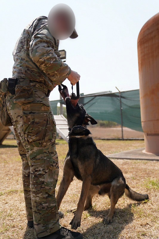 7th Special Forces Group conducts Multipurpose Canine training with Honduran military