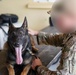 7th Special Forces Group conducts Multipurpose Canine training with Honduran military