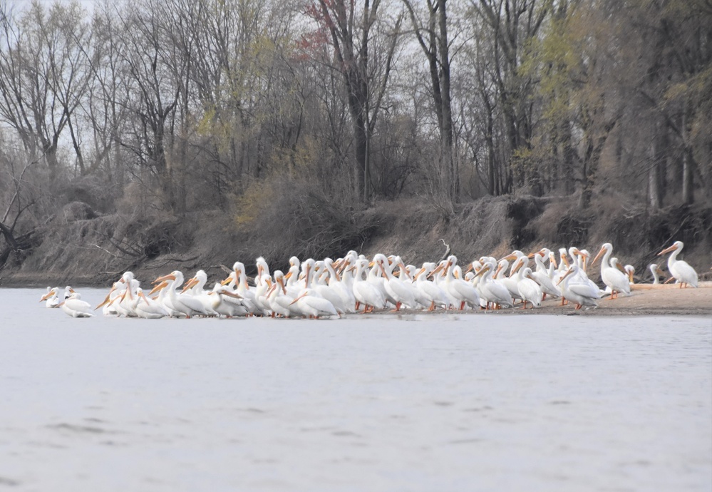 Mississippi River gathering of American White Pelicans