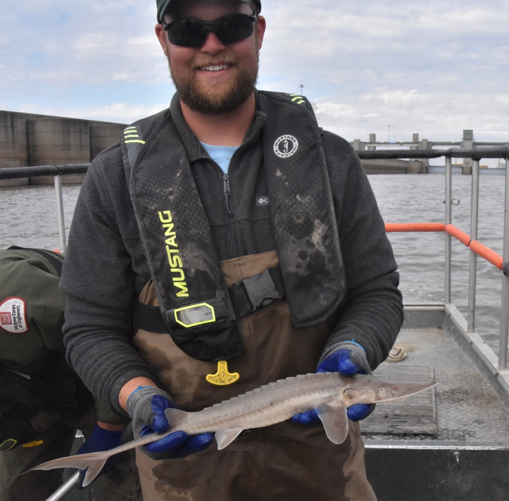 Sturgeon Sampling