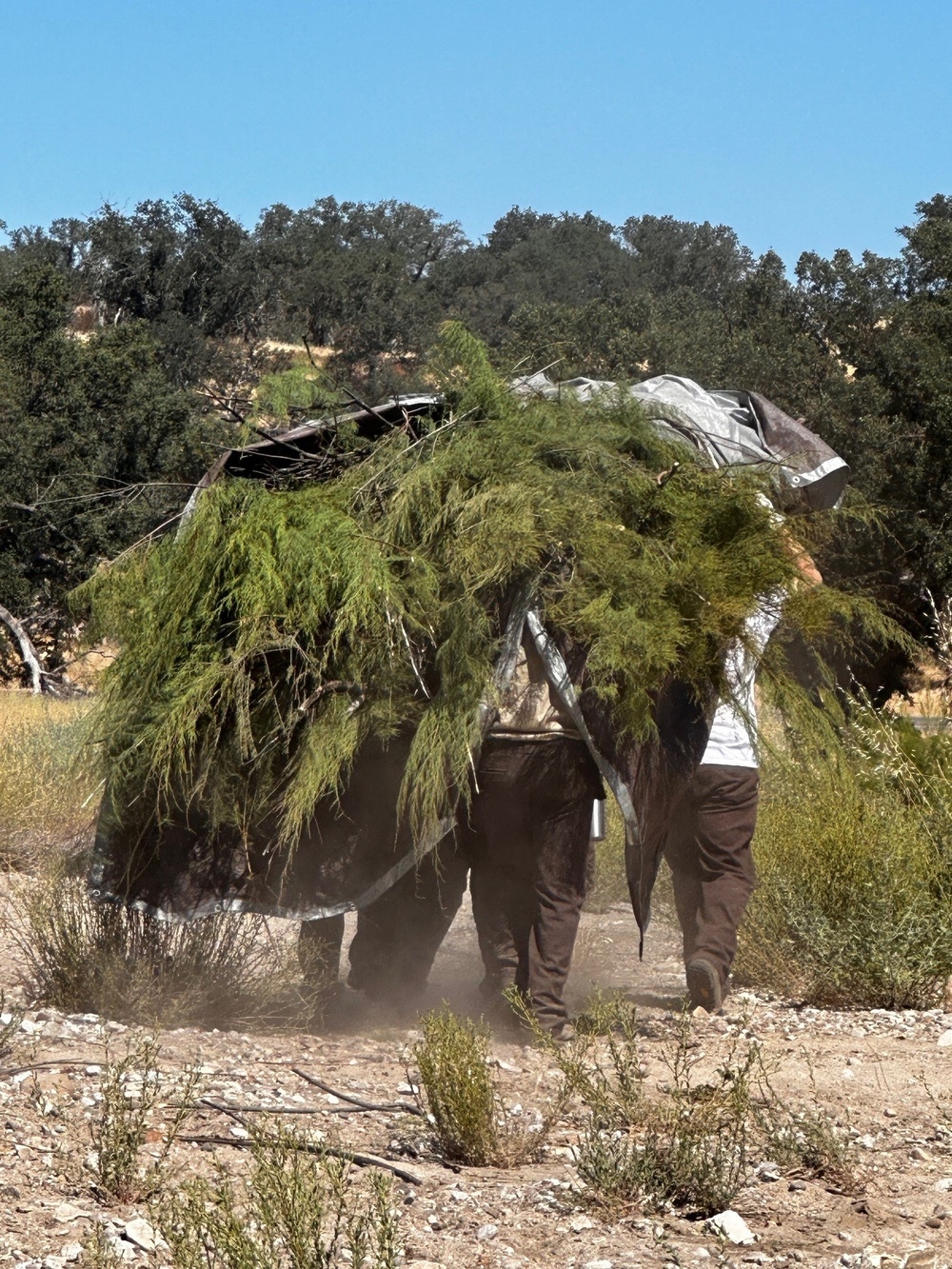 Tamarisk removal at Fort Hunter Liggett