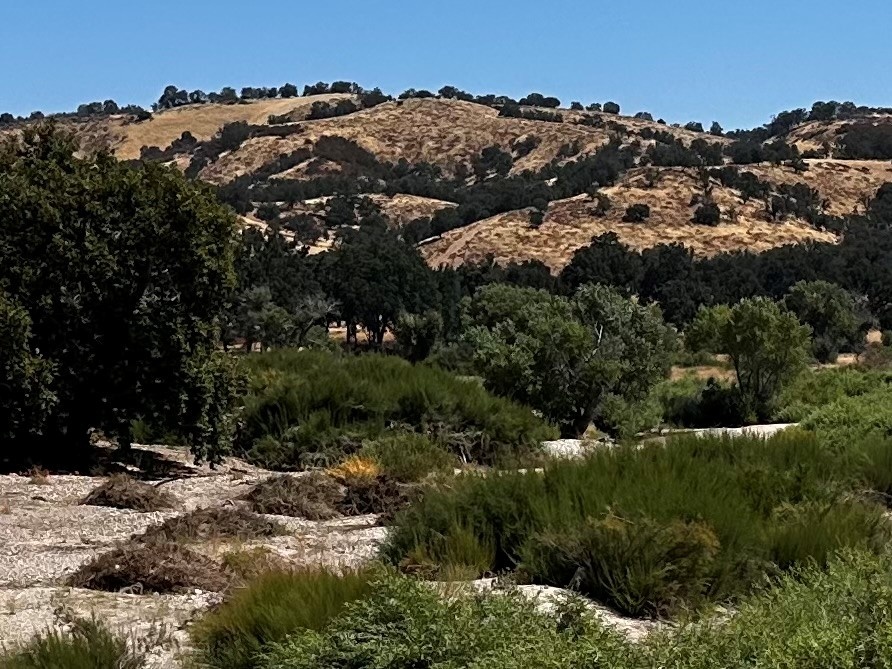 Tamarisk removal at Fort Hunter Liggett