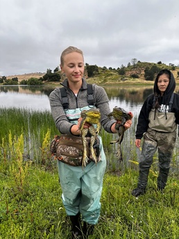 Bullfrog removal at Fort Hunter Liggett