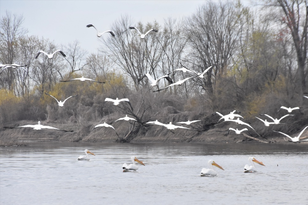 American white pelicans on the Mississippi River