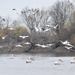 American white pelicans on the Mississippi River