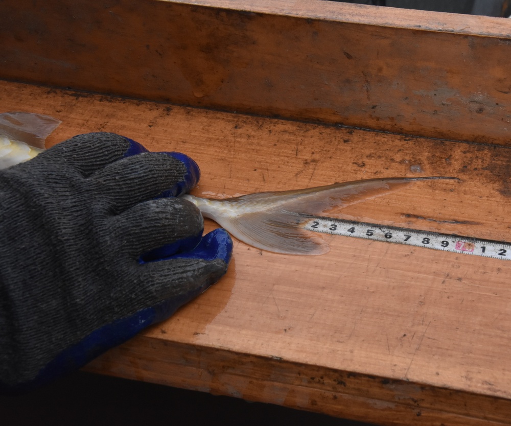 Fish sampling on the Mississippi River