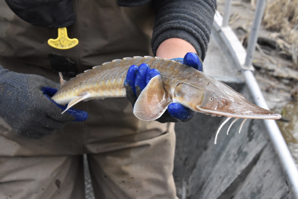 Fish sampling on the Mississippi River