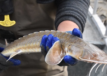 Fish sampling on the Mississippi River
