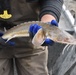 Fish sampling on the Mississippi River