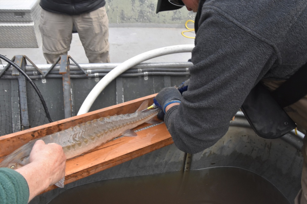 Tagging fish on the Mississippi River