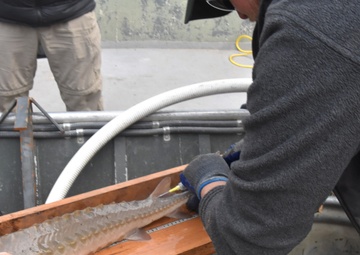 Tagging fish on the Mississippi River