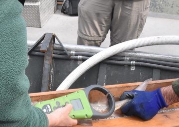 Scanning shovelnose sturgeon for passive integrated transponder tags.