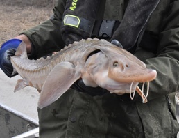 Lake sturgeon sampling on the Mississippi River
