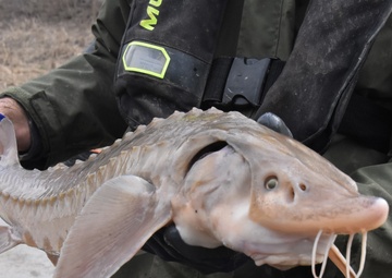 Lake sturgeon sampling on the Mississippi River