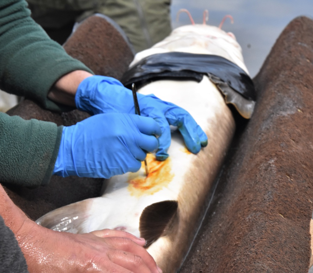 Inserting acoustic tags into lake sturgeon for population monitoring.