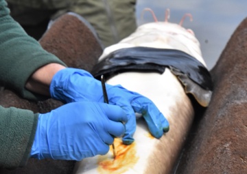 Inserting acoustic tags into lake sturgeon for population monitoring.
