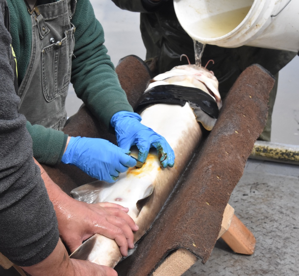 Inserting tracking tags into lake sturgeon for population monitoring on the Mississippi River.