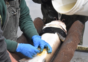 Inserting tracking tags into lake sturgeon for population monitoring on the Mississippi River.