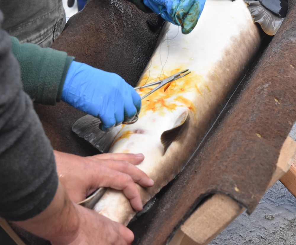 Inserting fish tags into lake sturgeon for population monitoring on the Mississippi River.