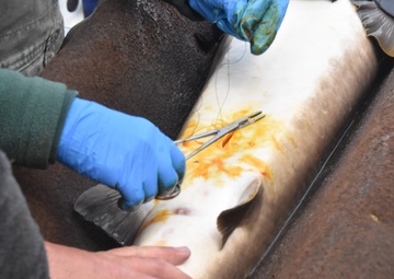 Inserting fish tags into lake sturgeon for population monitoring on the Mississippi River.
