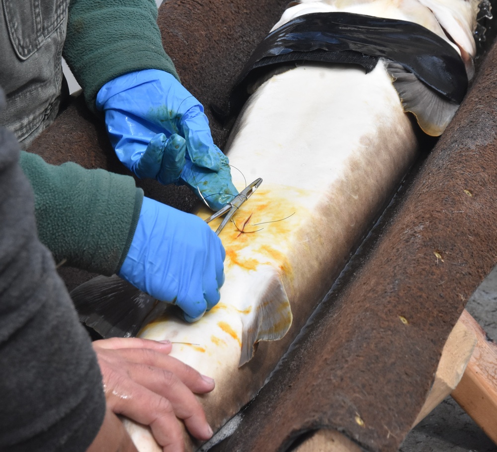 Inserting fish tags to monitor lake sturgeon populations on the Mississippi River.