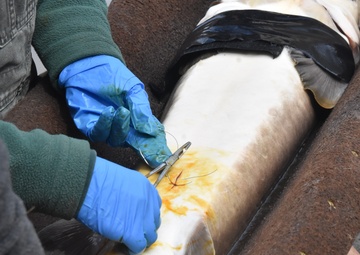 Inserting fish tags to monitor lake sturgeon populations on the Mississippi River.