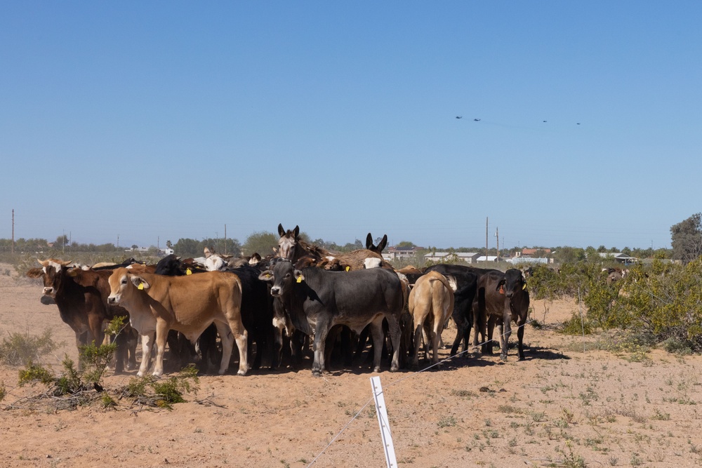 MCAS Yuma Launches Innovative Regenerative Grazing Pilot Project