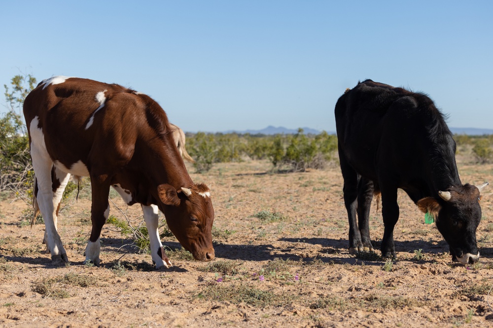 MCAS Yuma Launches Innovative Regenerative Grazing Pilot Project