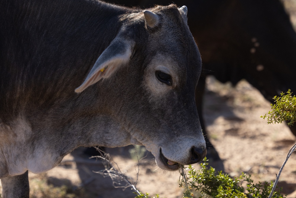 MCAS Yuma Launches Innovative Regenerative Grazing Pilot Project