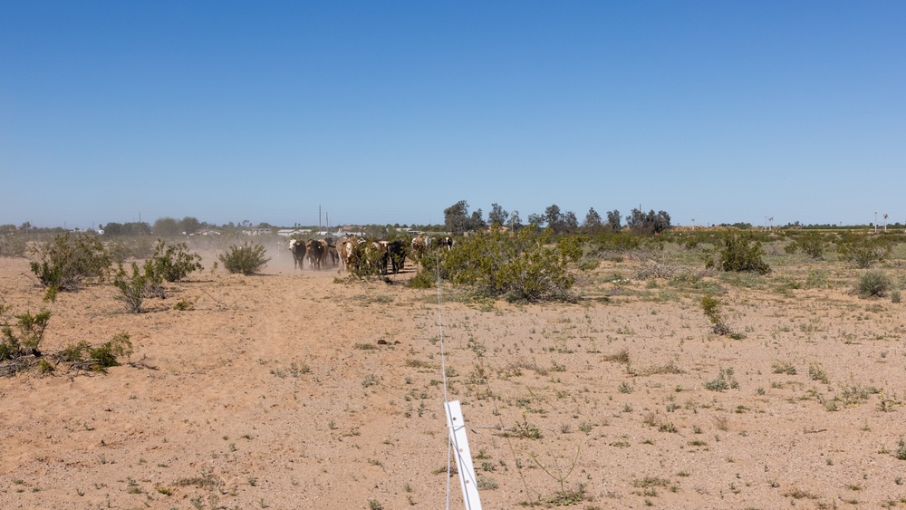 MCAS Yuma Launches Innovative Regenerative Grazing Pilot Project