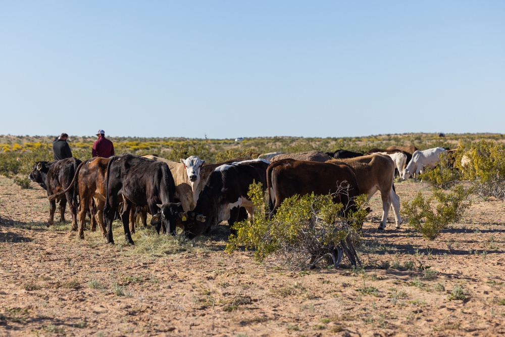 MCAS Yuma Launches Innovative Regenerative Grazing Pilot Project