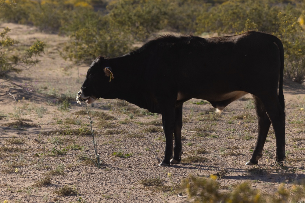 MCAS Yuma Launches Innovative Regenerative Grazing Pilot Project