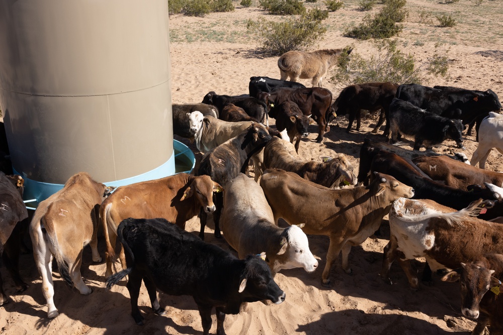 MCAS Yuma Launches Innovative Regenerative Grazing Pilot Project