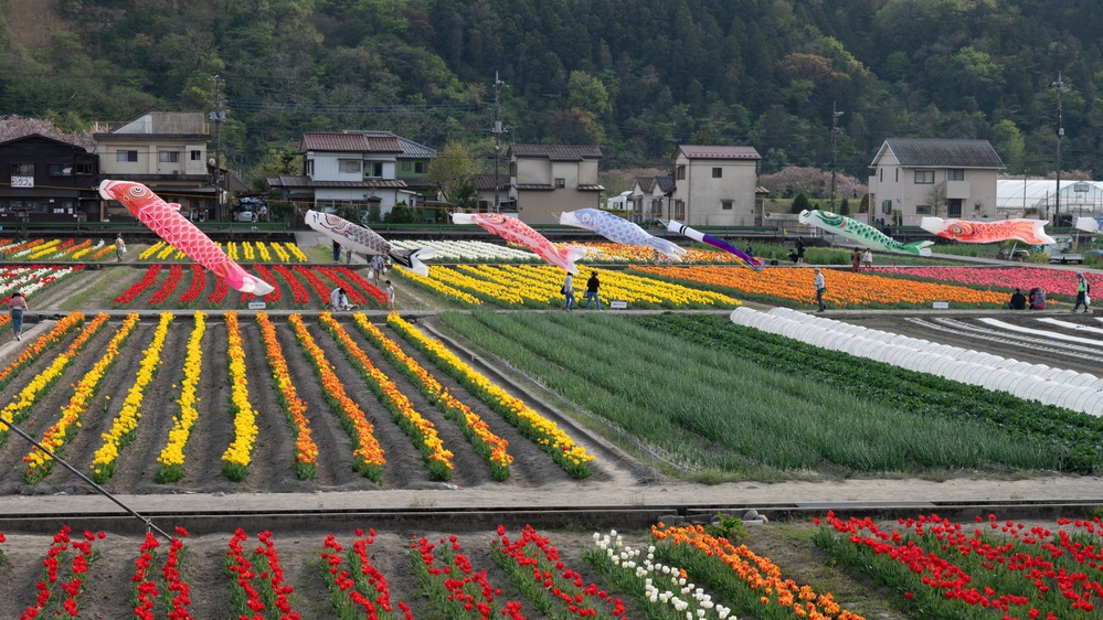 Sharing tradition, culture through Hamura Tulip Festival