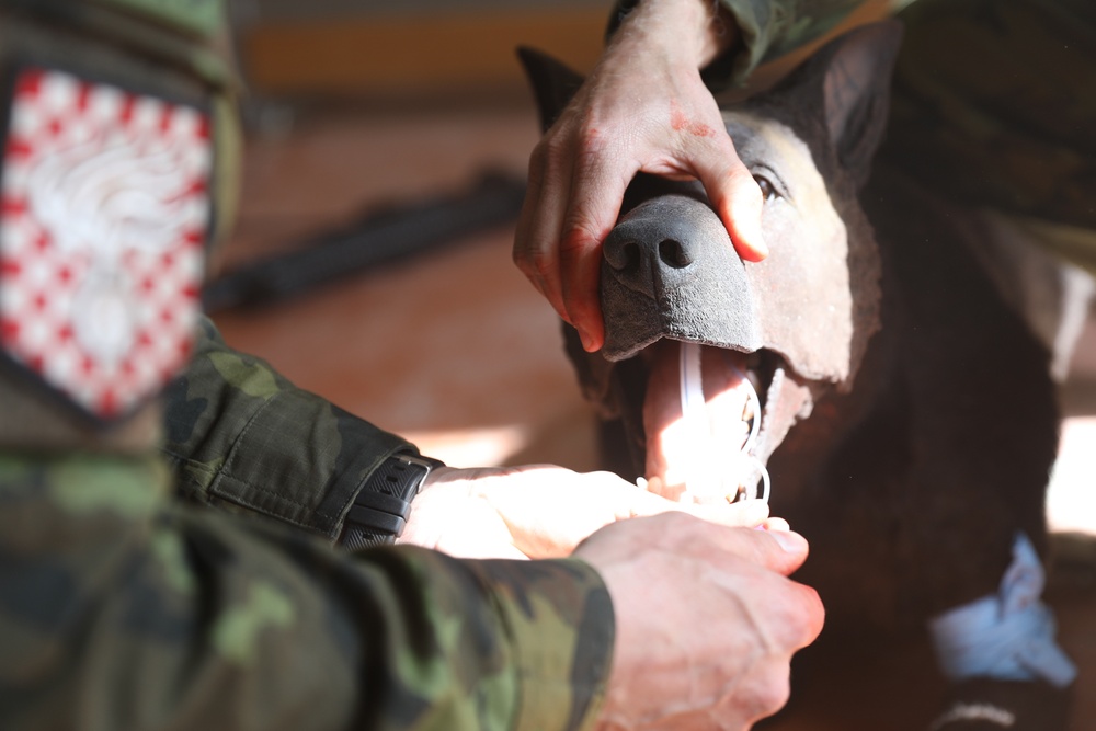 64th Medical Detachment (VSS) hosts an international K9TCCC working group in Czechia. (Photo 4 of 5)