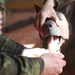 64th Medical Detachment (VSS) hosts an international K9TCCC working group in Czechia. (Photo 4 of 5)