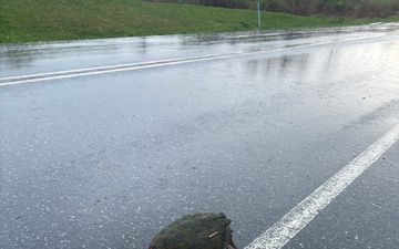 Turtle on Range Road