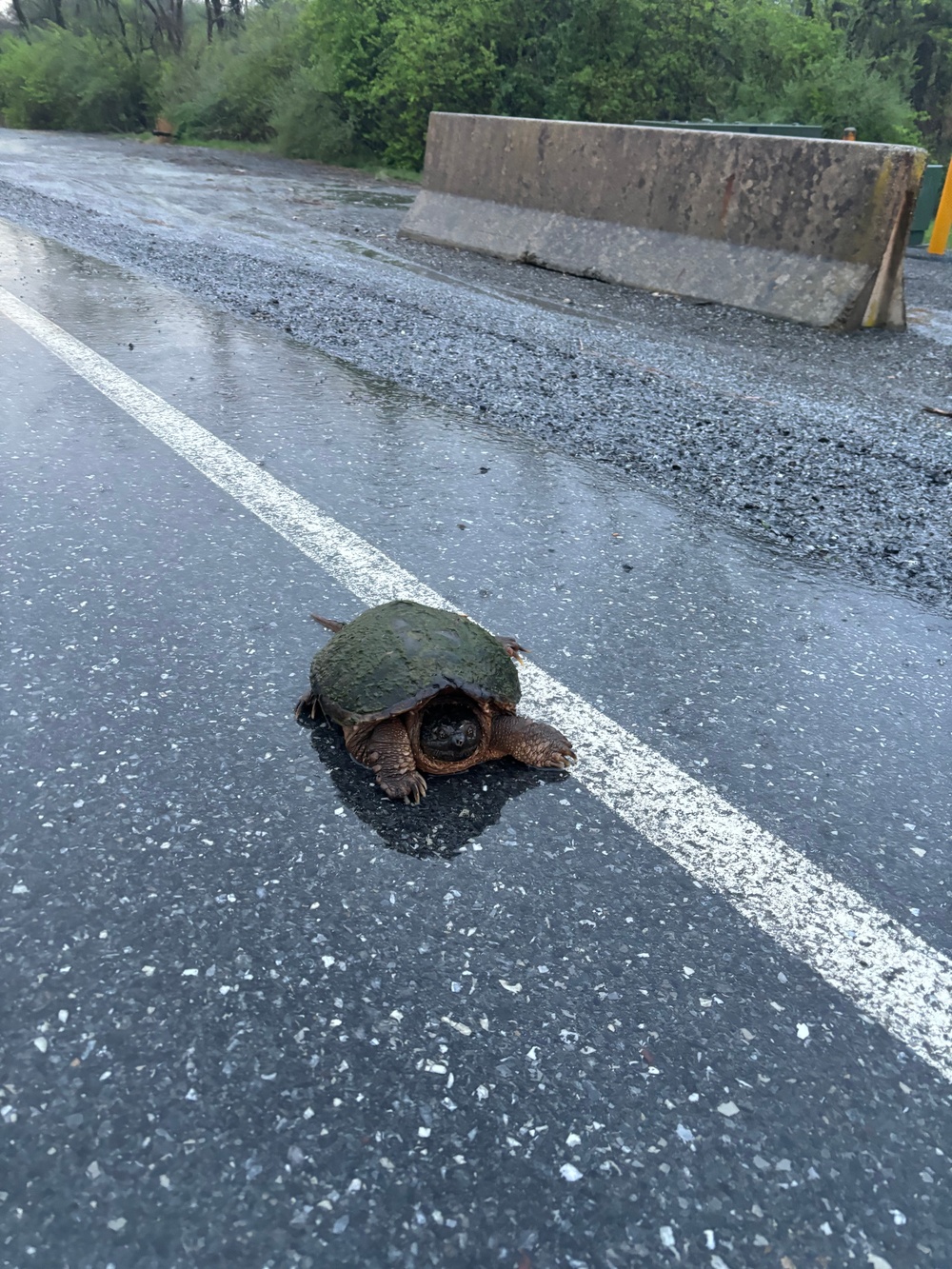 Turtle on Range Road