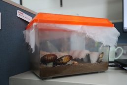 ERDC researcher using insect antennae to help the Warfighter