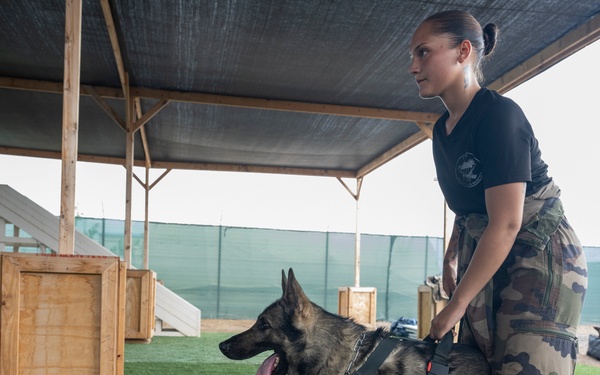 French and CLDJ Military Working Dog Handlers Train in K-9 Tactical Combat Casualty Care