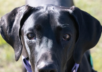 Tri-state cadets compete at Fort Knox challenge