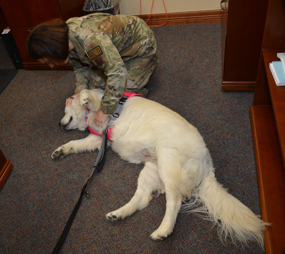 Farewell to a Furry Friend