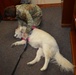 Farewell to a Furry Friend